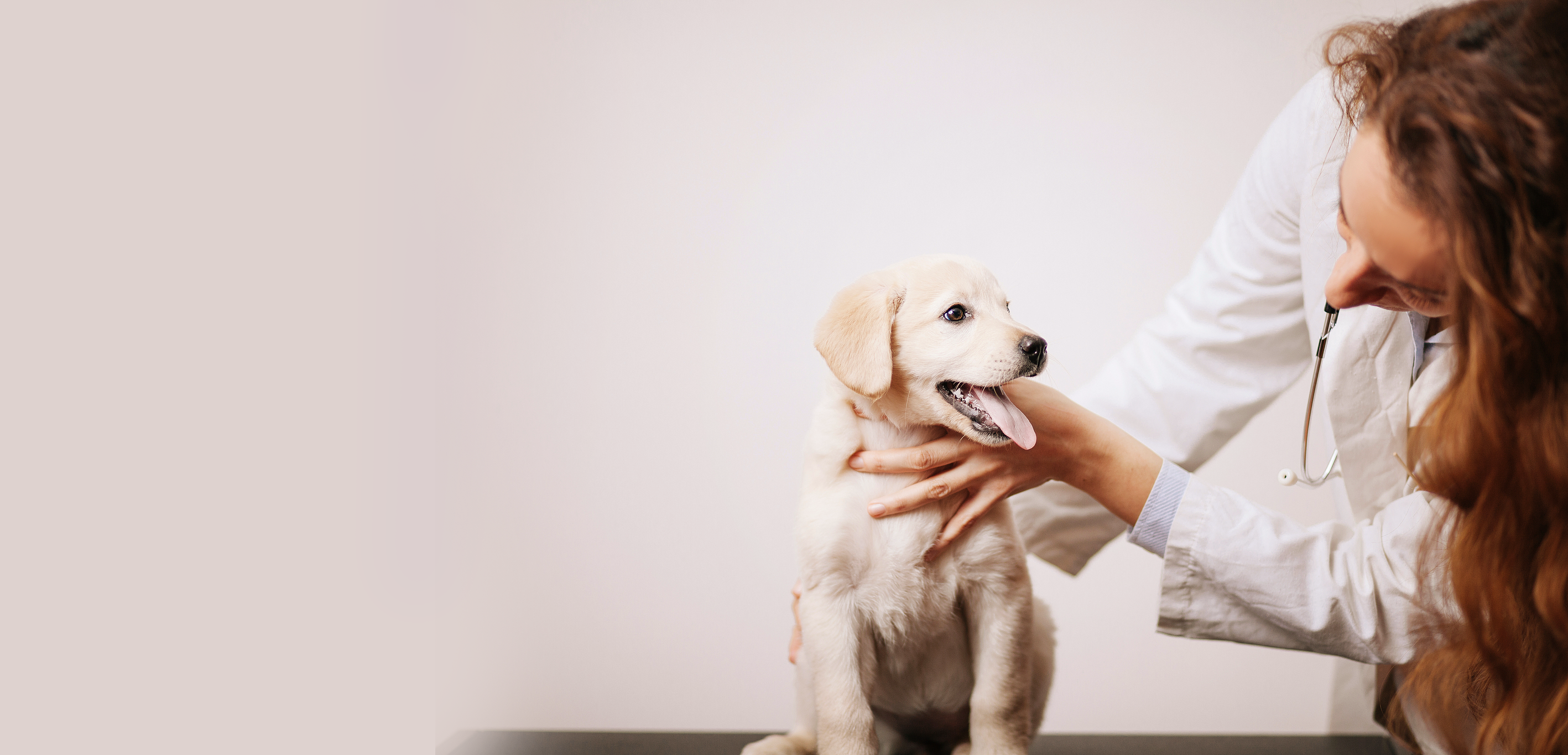 a golden retriver with a doctor