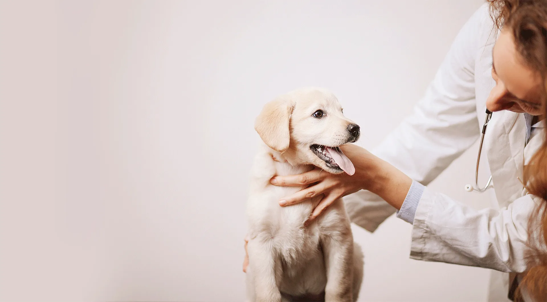 a golden retriever with a doctor